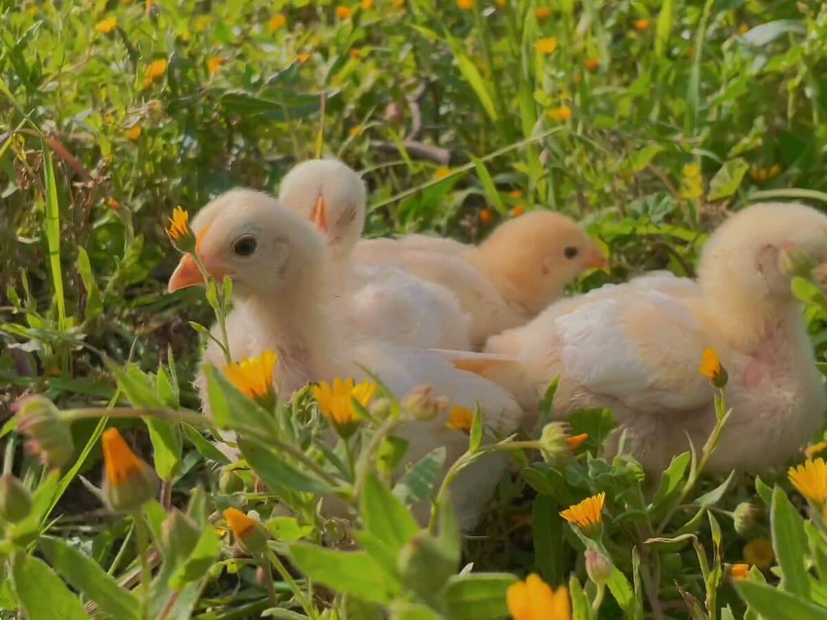 Chicks in grass and wildflowers.
