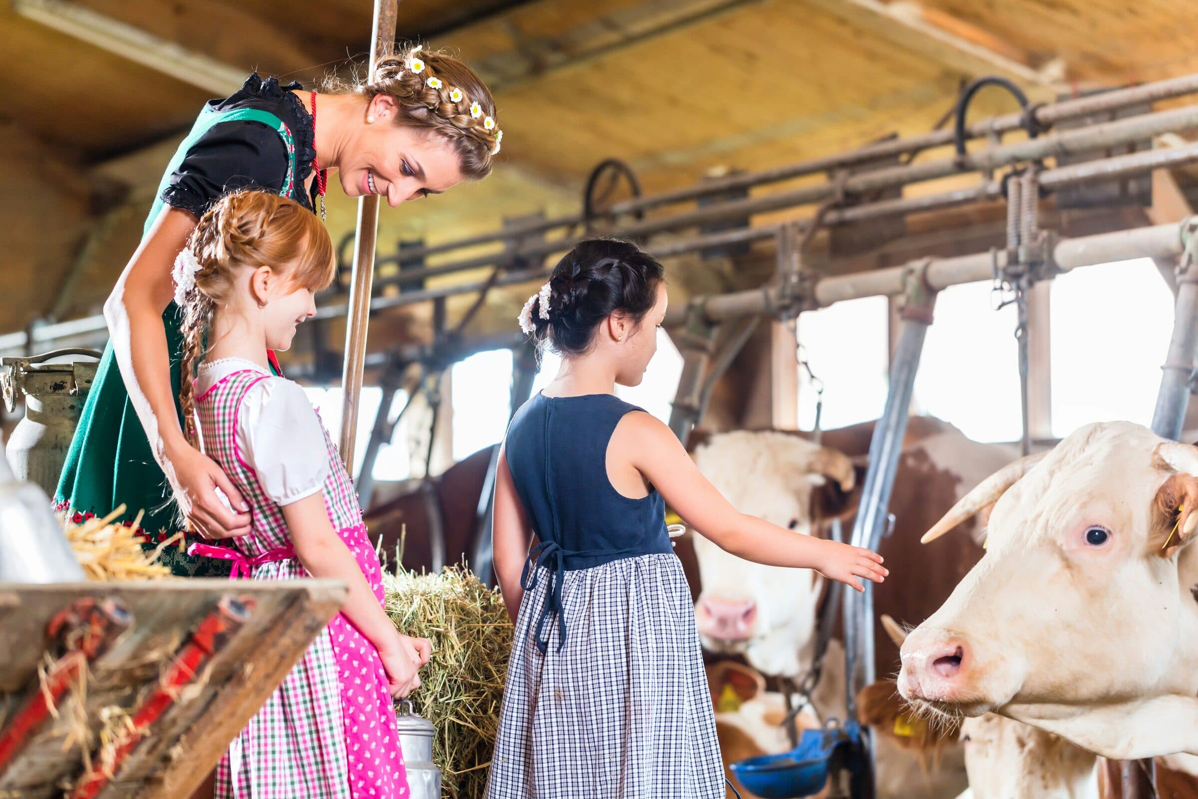 Visitors in a barn reaching out to a cow at the rail, hay bales and milk cans beside them.