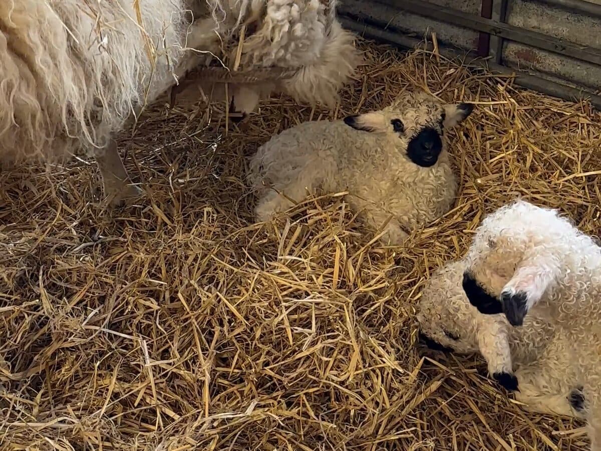 Two lambs resting on straw in a pen, a ewe standing behind them.