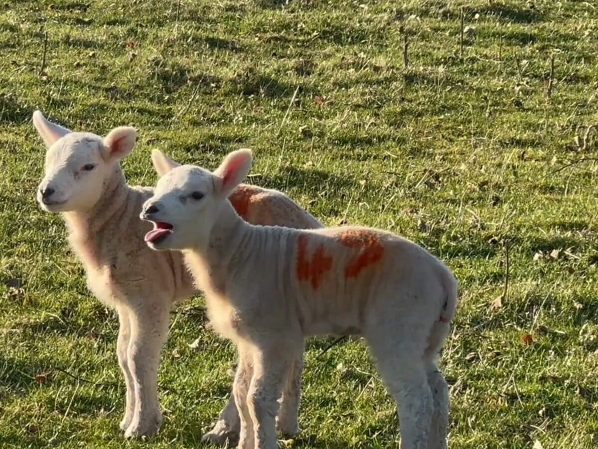 Two marked lambs on green pasture.